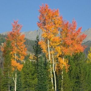 Meet your Posher, Norma